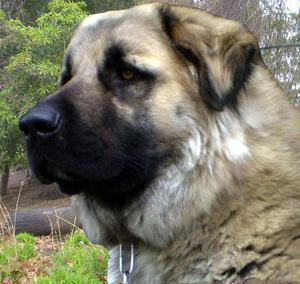 dog details oz doggy id 3850 breed anatolian shepherd d